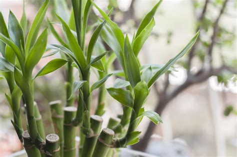 旺財招財植物風水|招財運｜必知家居偏財運佈局擺法：發財樹風水＋招財 